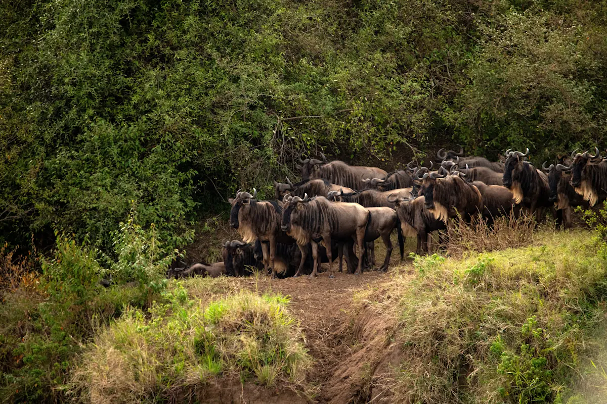 Wildebeest, Okavango Delta, Botswana.