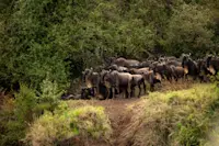 Wildebeest, Okavango Delta, Botswana.