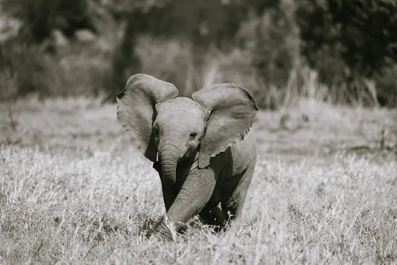Young elephant in the Serengeti.