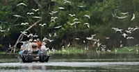 Egrets and Nat Hab guests on boat, Pacaya Samiria National Reserve, Peru.
