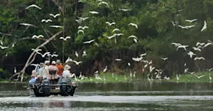 Egrets and Nat Hab guests on boat, Pacaya Samiria National Reserve, Peru.