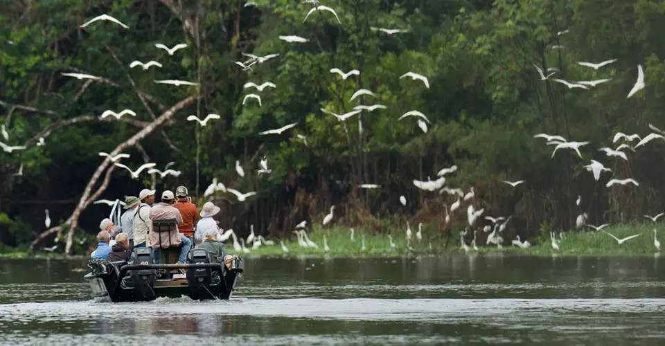 Egrets and Nat Hab guests on boat, Pacaya Samiria National Reserve, Peru.