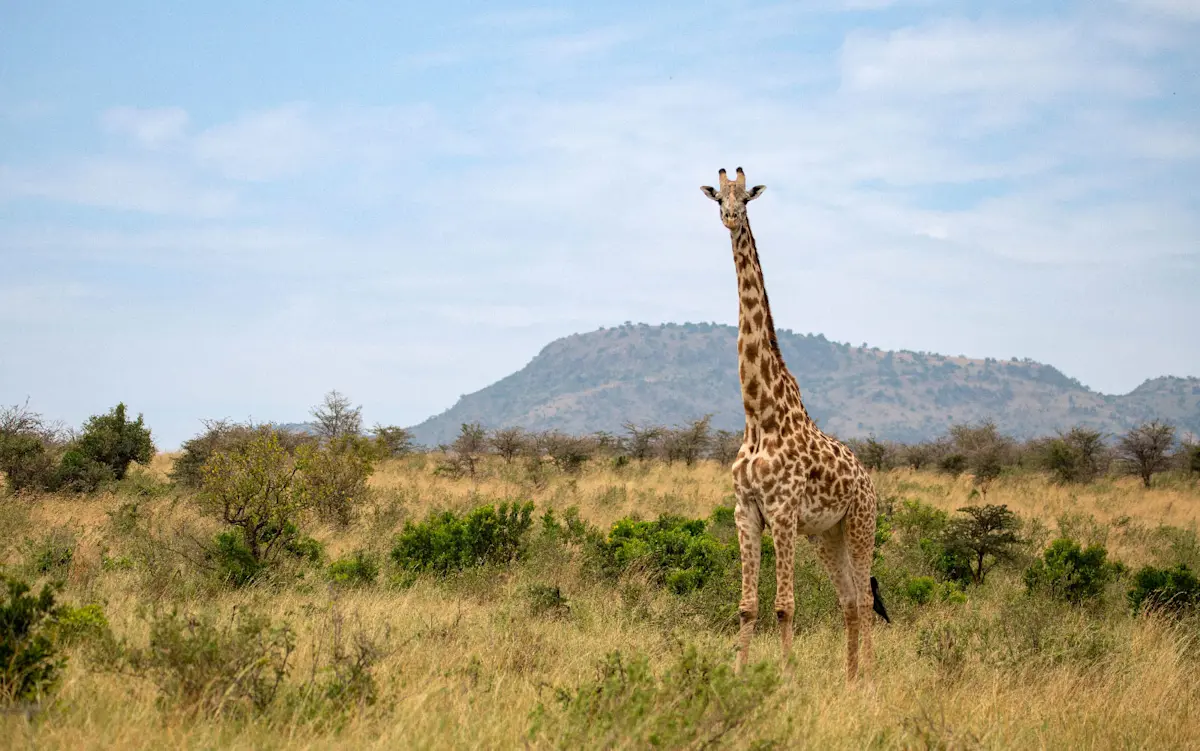Giraffe, Private Mara Conservancy, Kenya.