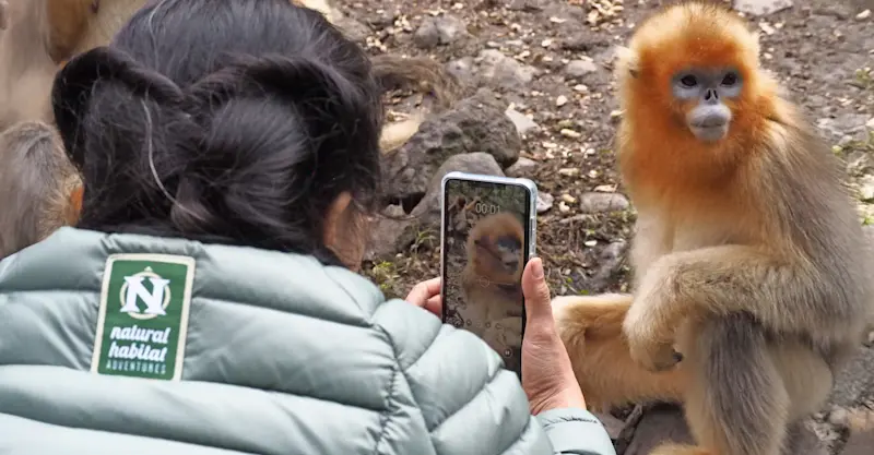 Nat Hab guest photographing golden monkey, Wild Panda Nature Reserve, China