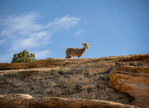 Bighorn sheep navigate a sandstone ledge in Colorado National Monument, Colorado.