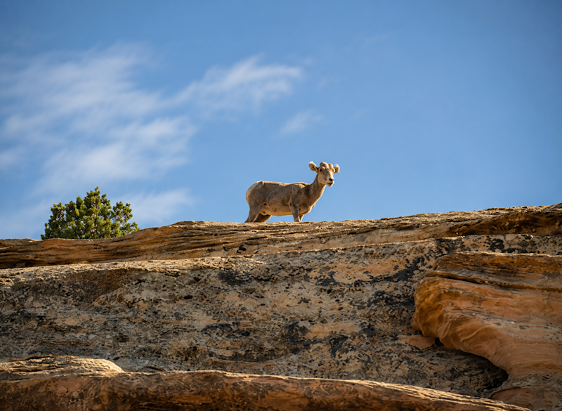 Bighorn sheep navigate a sandstone ledge in Colorado National Monument, Colorado.