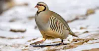 Chukar partridge, Ladakh, India.
