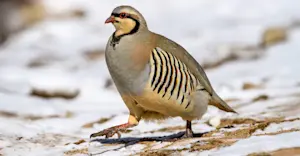 Chukar partridge, Ladakh, India.