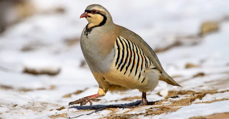 Chukar partridge, Ladakh, India.