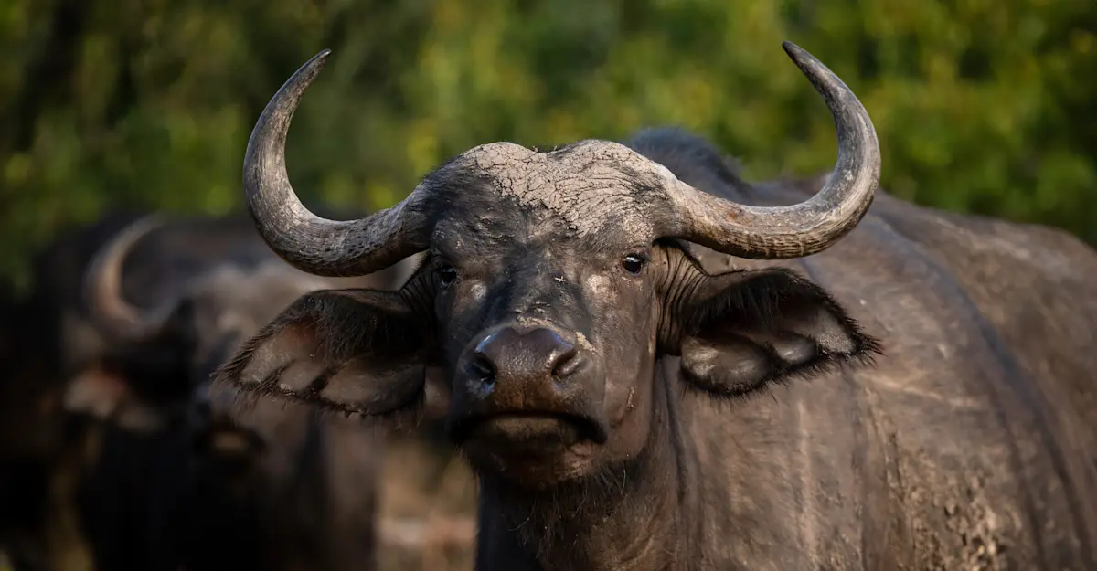 Buffalo, Nairobi National Park, Kenya.