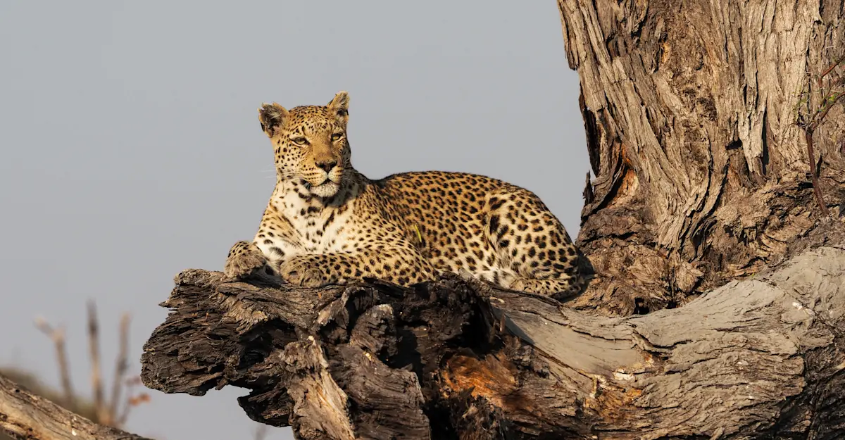  Female leopard, Gomoti Tented Camp, Botswana.
