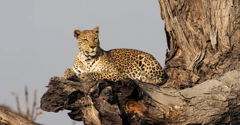  Female leopard, Gomoti Tented Camp, Botswana