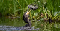 Neotropic Cormorant, Pantanal, Brazil.