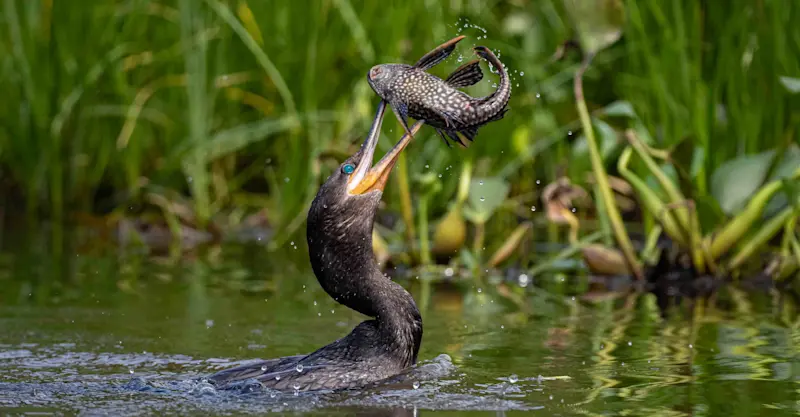 Neotropic Cormorant, Pantanal, Brazil.