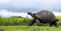 Slideshow Thumbnail 6 of 18