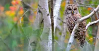 Barred Owl - Acadia National Park, Maine