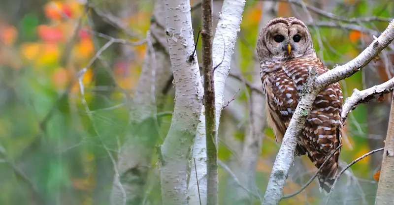 Barred Owl - Acadia National Park, Maine