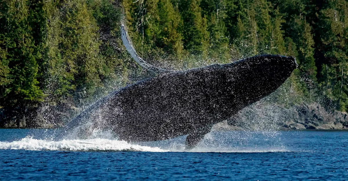 Humpback whale, Kitimat Arm, British Columbia. 