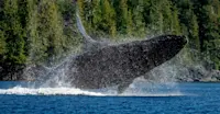 Humpback whale, Kitimat Arm, British Columbia. 