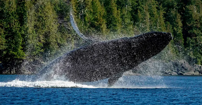 Humpback whale, Kitimat Arm, British Columbia. 
