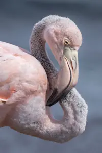 American Flamingo, Floreana Island, Galapagos, Ecuador.