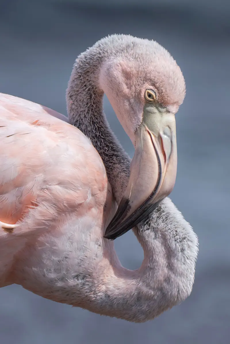 American Flamingo, Floreana Island, Galapagos, Ecuador.
