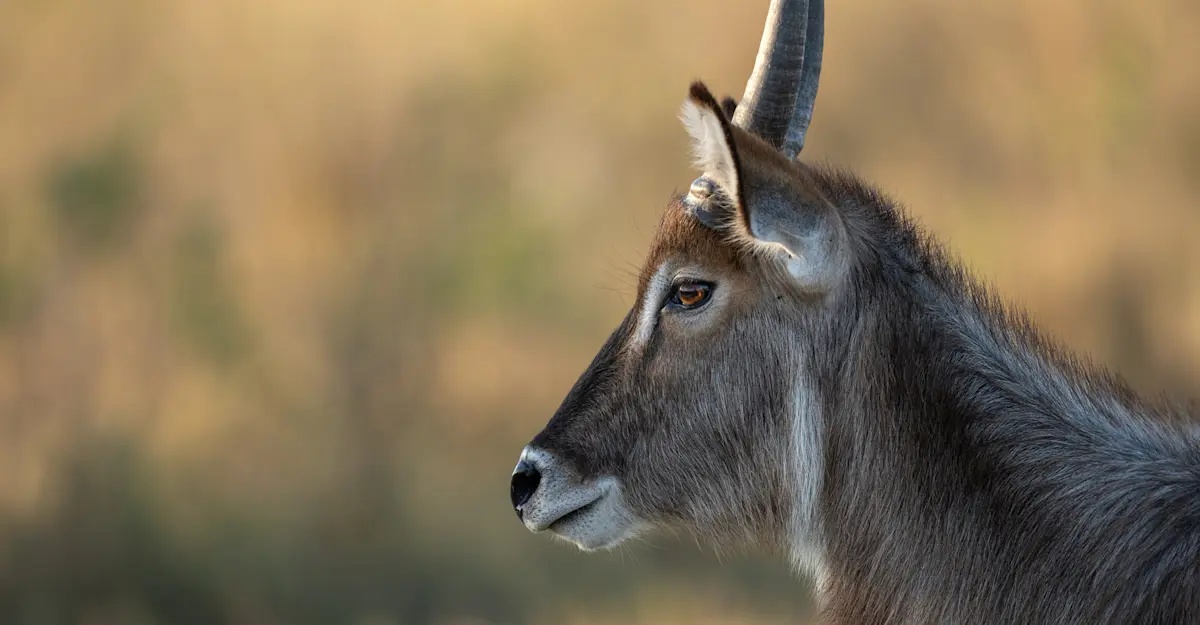 Waterbuck, Madikwe Private Reserve, South Africa.