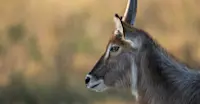 Waterbuck, Madikwe Private Reserve, South Africa.