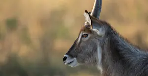 Waterbuck, Madikwe Private Reserve, South Africa.