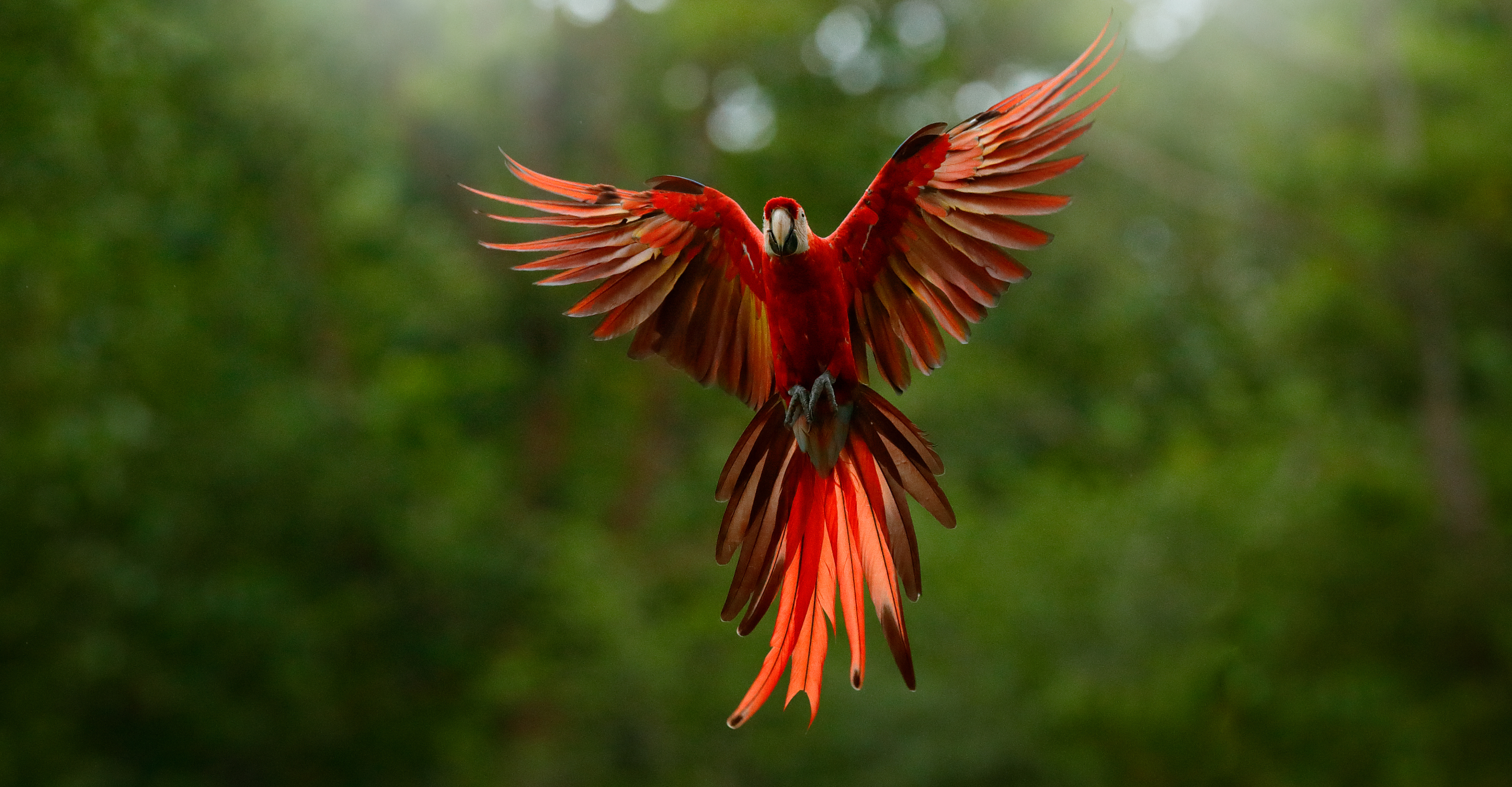 A scarlet macaw takes flight in the Amazon, Peru