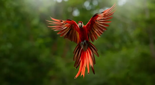 A scarlet macaw takes flight in the Amazon, Peru