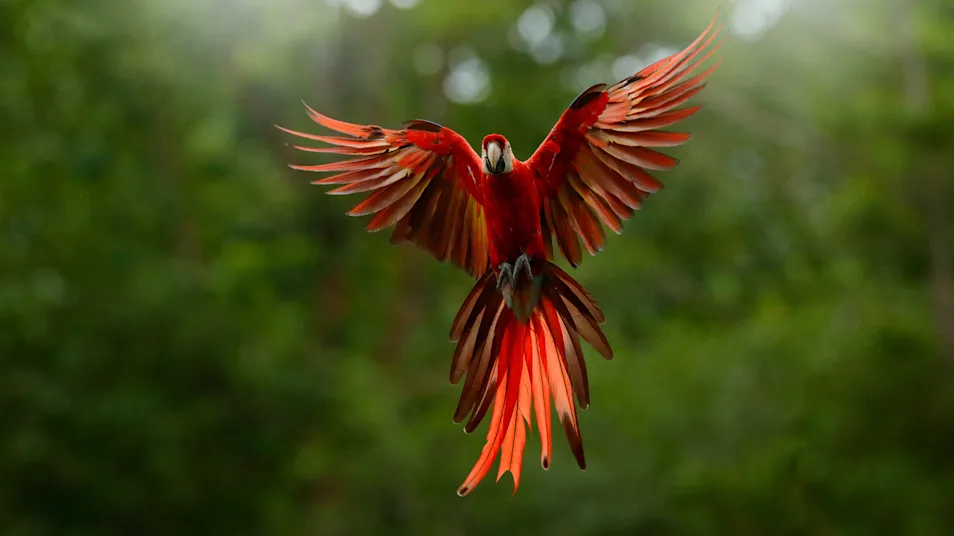 A scarlet macaw takes flight in the Amazon, Peru