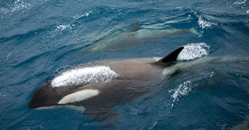 Killer whales beside the boat, Iceland.