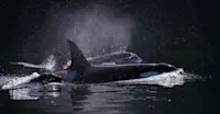 Orcas, Haida Gwaii, British Columbia.