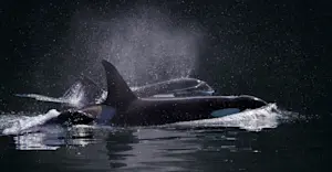 Orcas, Haida Gwaii, British Columbia.