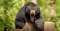 Bornean sun bear, Sun Bear Conservation Center, Borneo