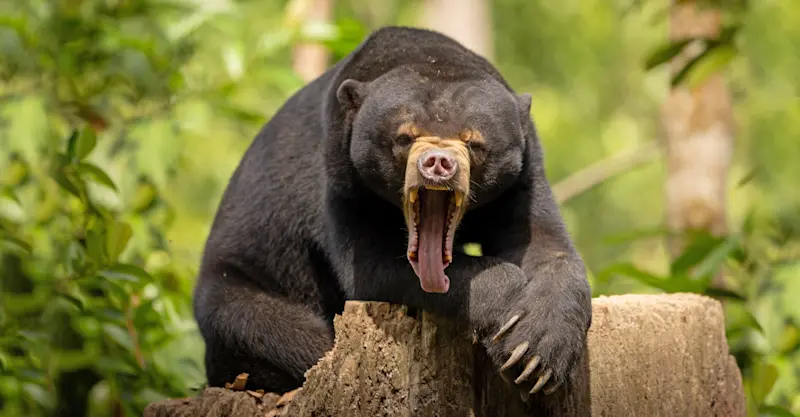 Bornean sun bear, Sun Bear Conservation Center, Borneo