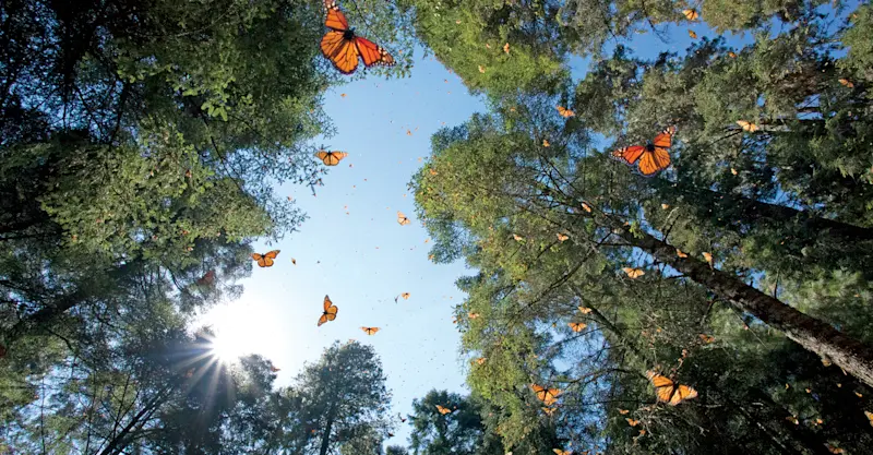 Monarch butterflies, El Rosario Butterfly Sanctuary, Angangueo, Mexico.