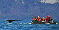 Nat Hab guests and humpback whale, Tracy Arm, Alaska.