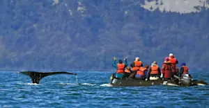 Nat Hab guests and humpback whale, Tracy Arm, Alaska.