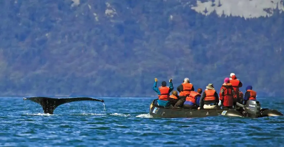Nat Hab guests and humpback whale, Tracy Arm, Alaska.