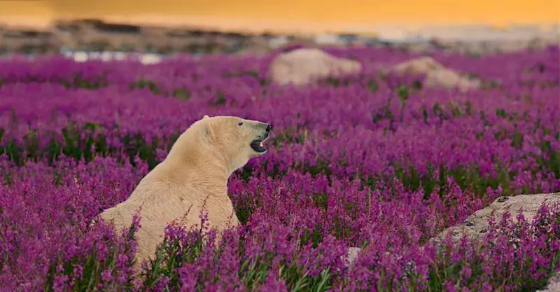 Polar bear, Churchill, Manitoba.