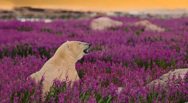 Polar bear, Churchill, Manitoba.