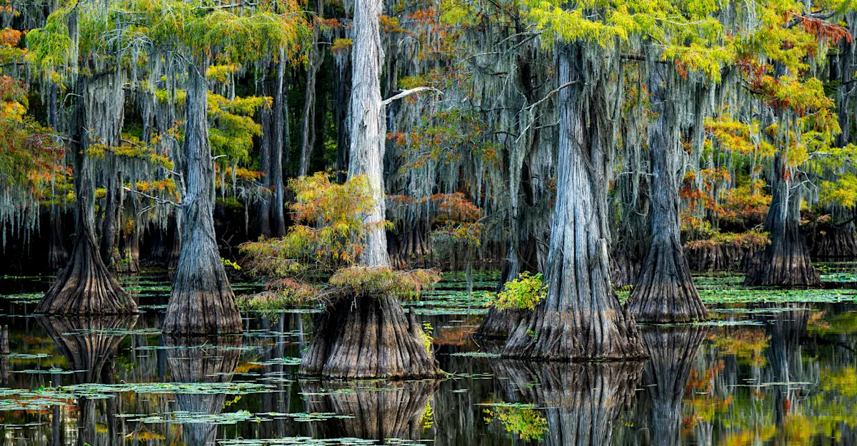 Caddo Lake State Park, Texas.