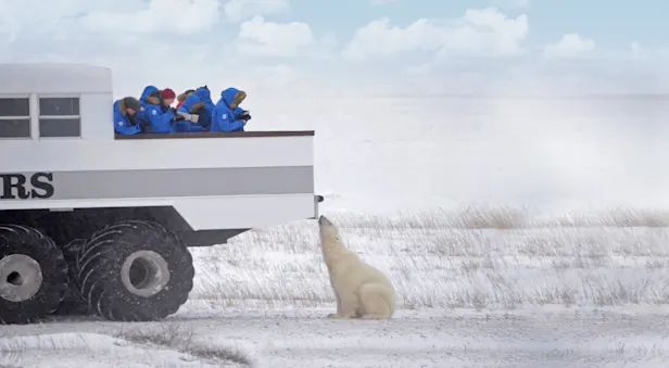 Nat Hab guests view polar bear from Polar Rover, Churchill, Manitoba.