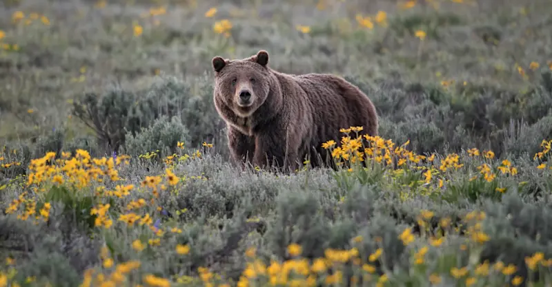 Grizzly, Yellowstone National Park, Wyoming. 
