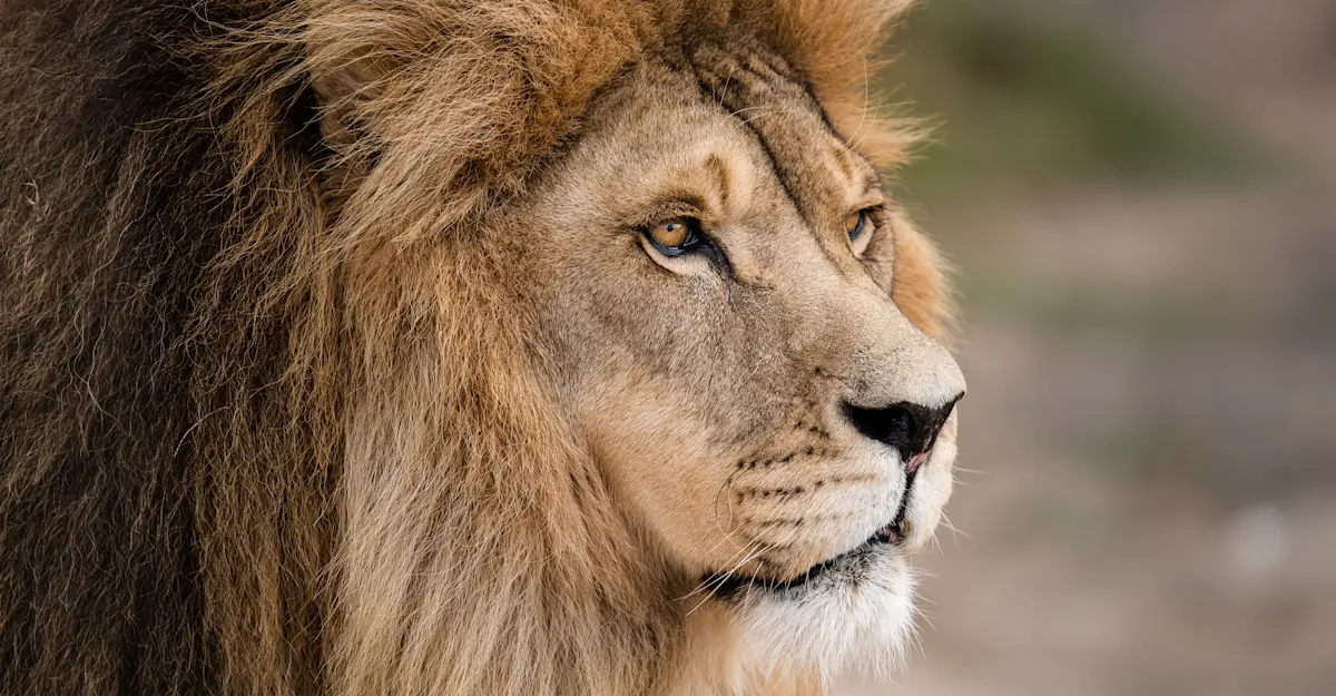 Black-maned lion, South Africa.