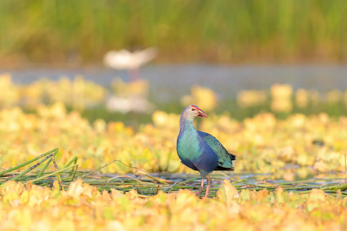 Gray-headed Swamphen, Irai Lake, Tadoba, India.