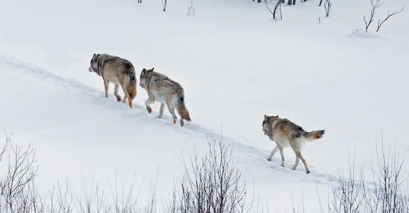 Gray wolves, Yellowstone National Park, Wyoming.