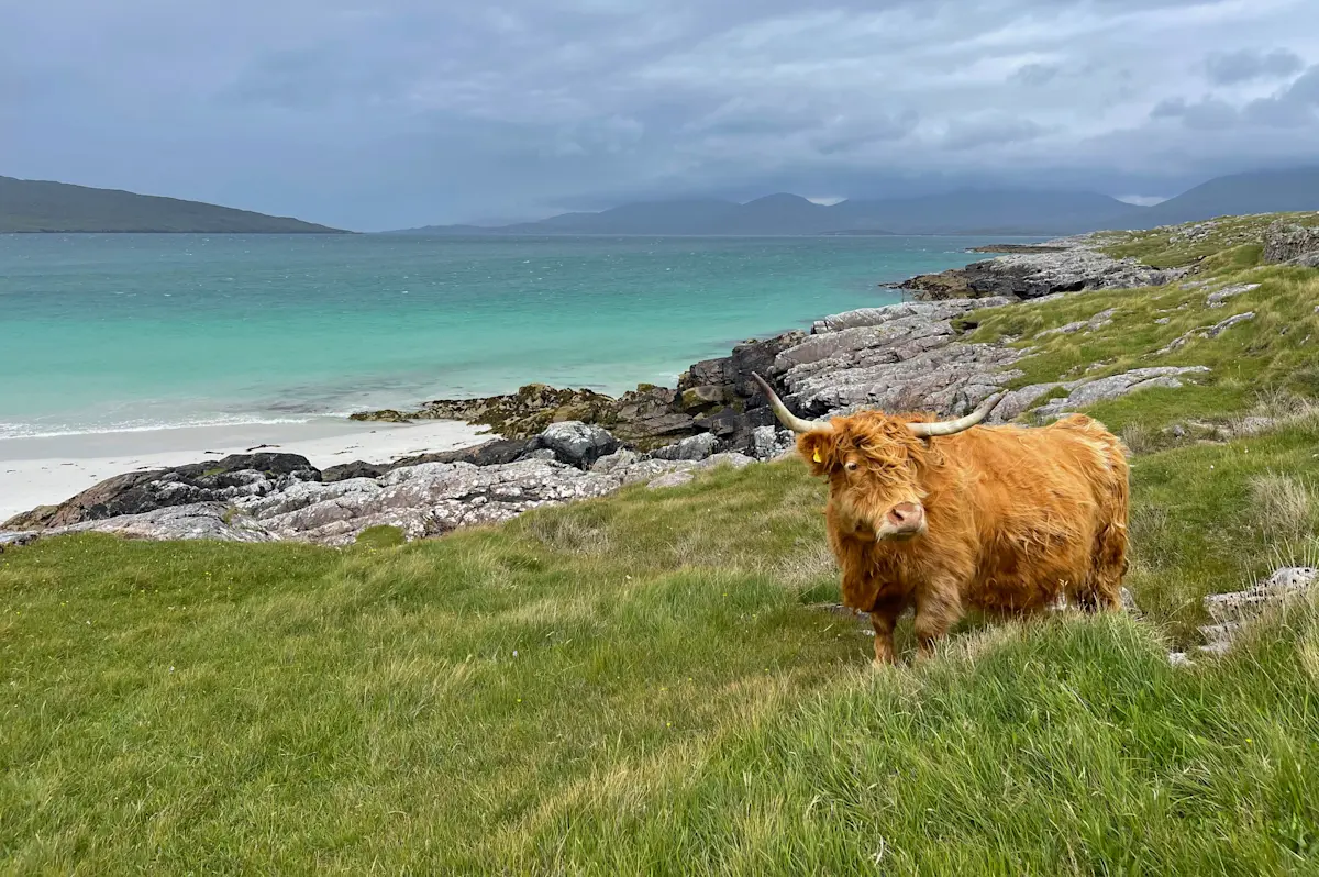 Highland cow, Luskentyre Beach, Scotland.